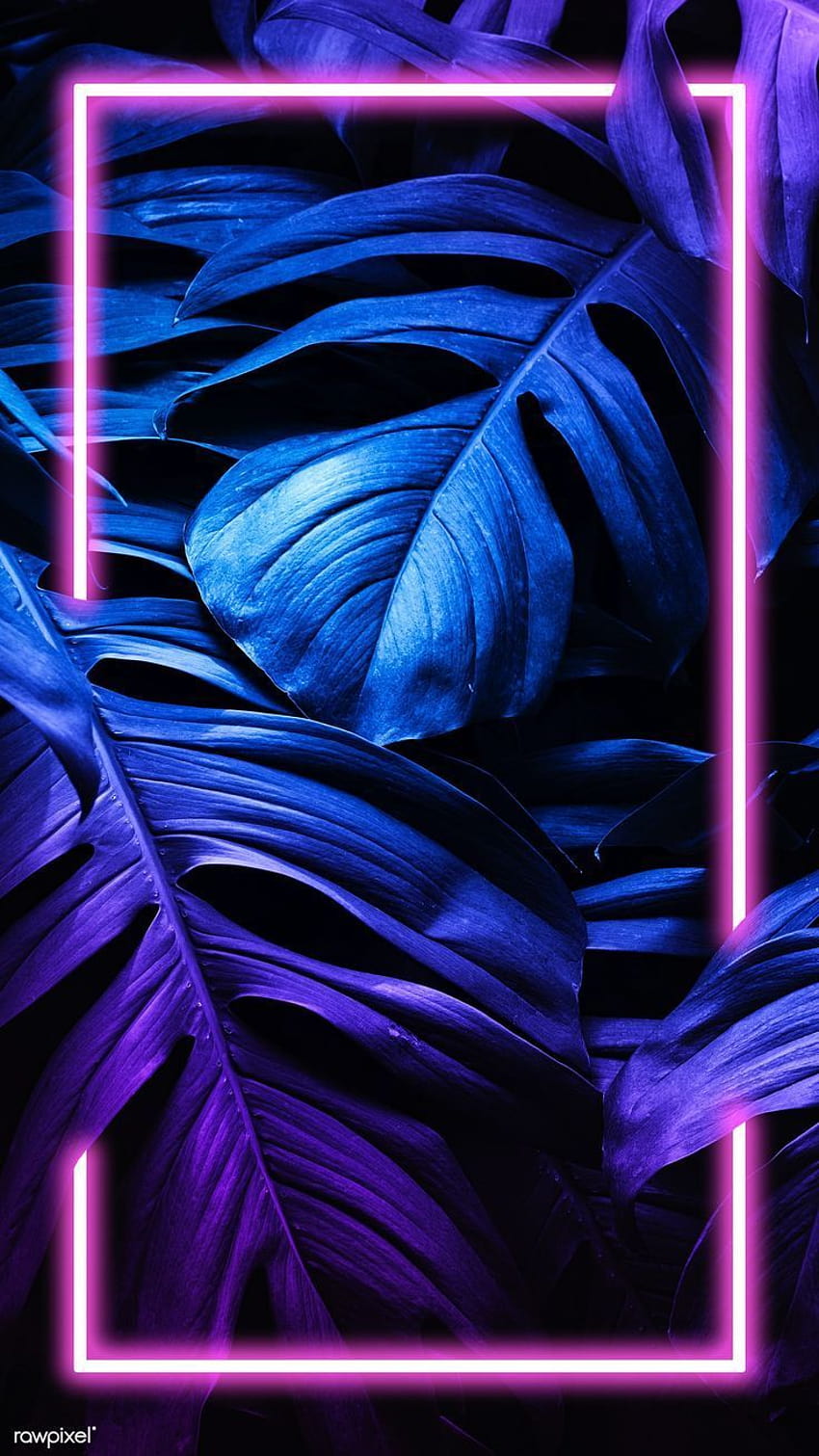 Blau, Lila, Hell, Violett, Elektrisches Blau, Pflanze, blau-violettes Neonlicht HD-Handy-Hintergrundbild