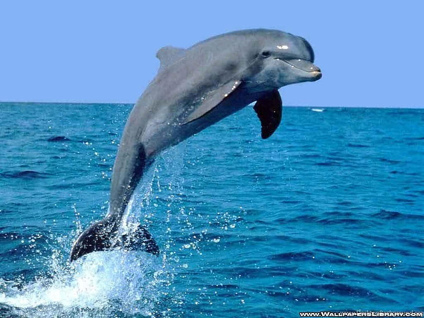 Dolphin Jump Вашите най-добри фонове, скачащ делфин HD тапет