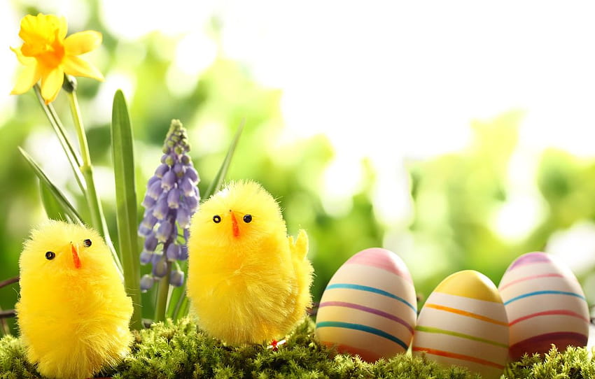grass, flowers, nature, holiday, chickens, eggs, spring chickens HD wallpaper