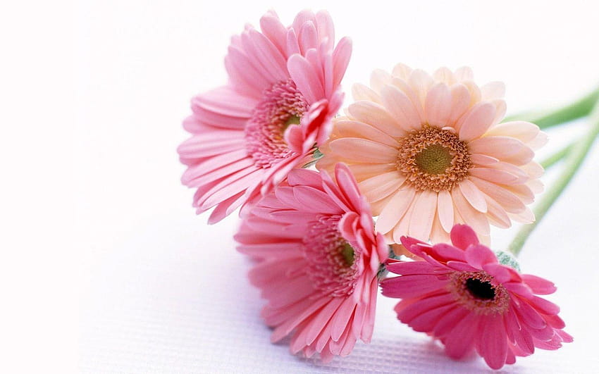 Gerbera-Blumen HD-Hintergrundbild