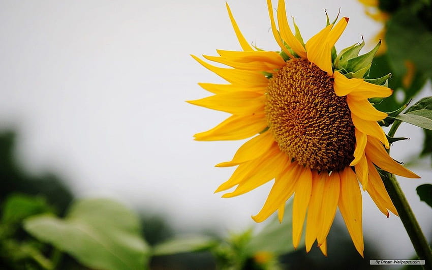 Ein offener Brief an den Sommer, gelbe Sommerblumen HD-Hintergrundbild