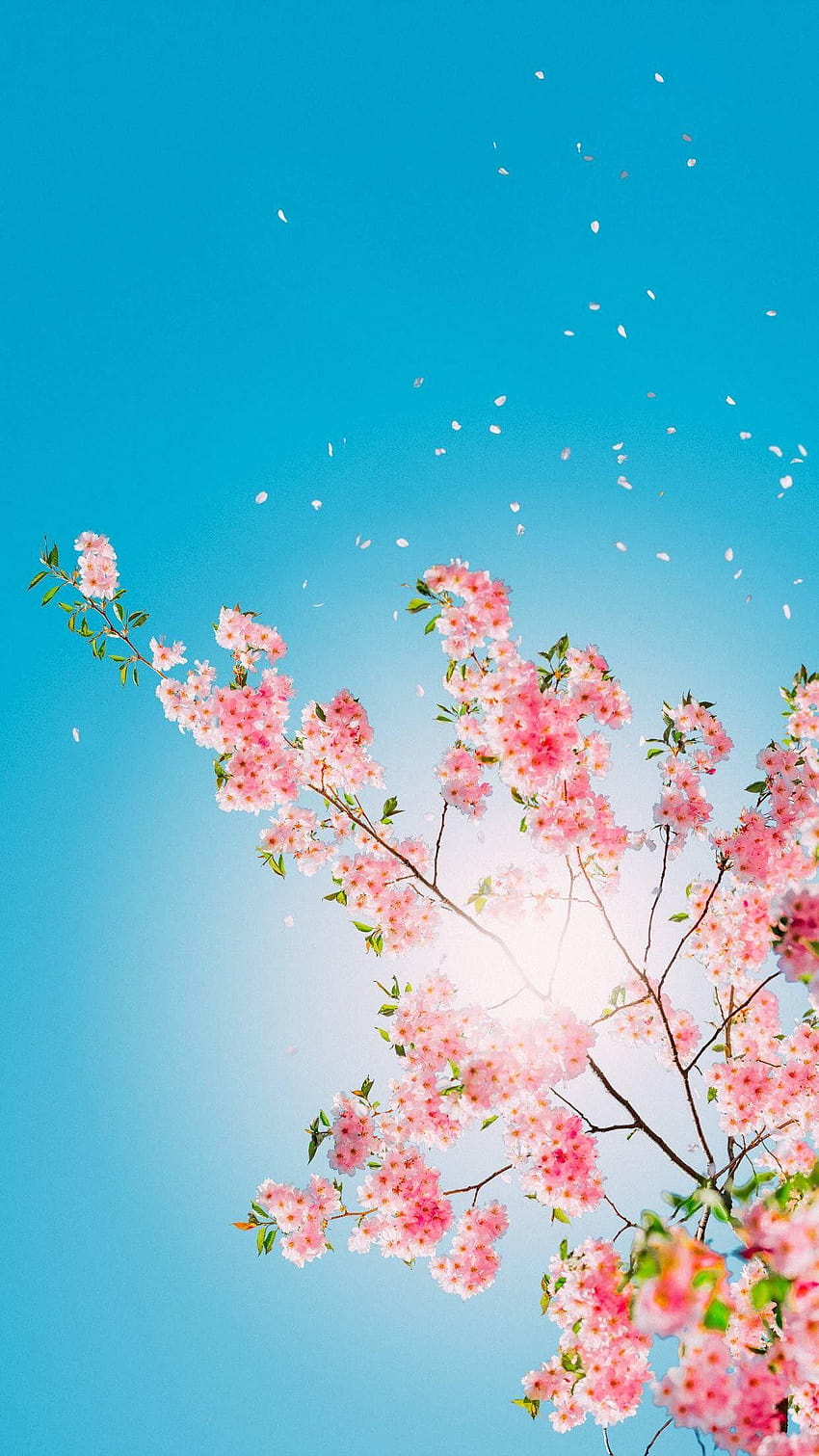 // Cherry Spring Day, primavera 2019 fondo de pantalla del teléfono
