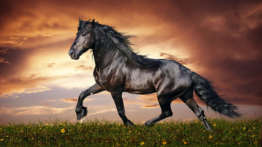 horse, hooves, mane, galloping, black, animal horse HD wallpaper