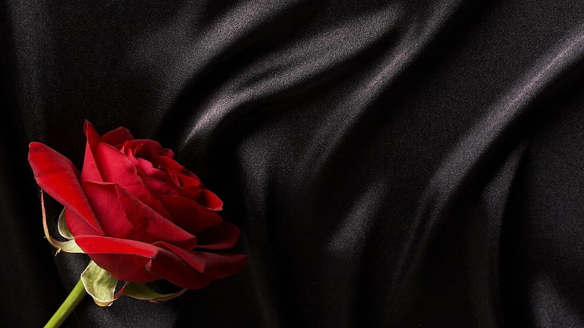 Flowers Rose Red rose on black silk Silk HD wallpaper