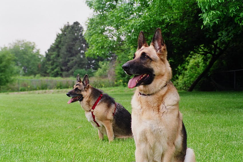 Guard Dogs HD wallpaper