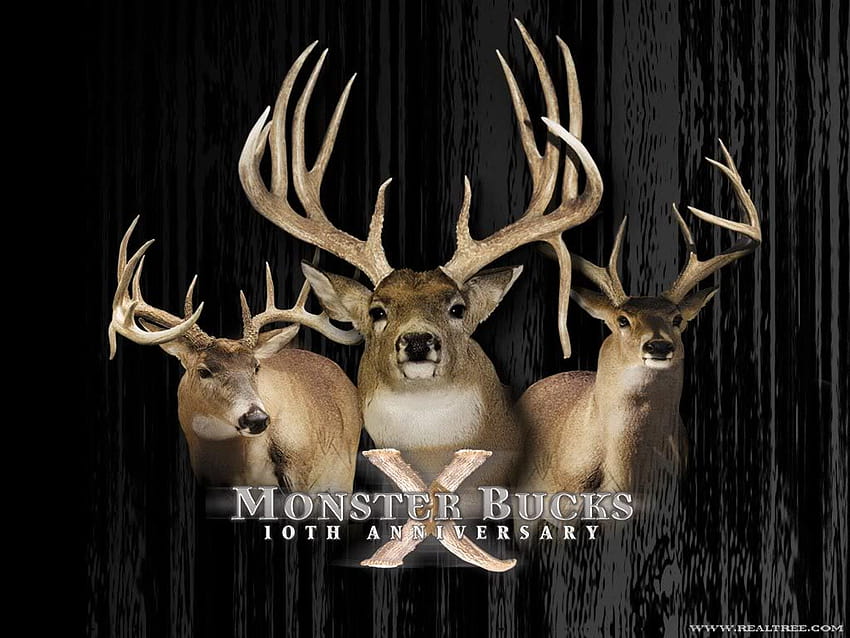Big Buck posted by John Thompson, big bucks HD wallpaper