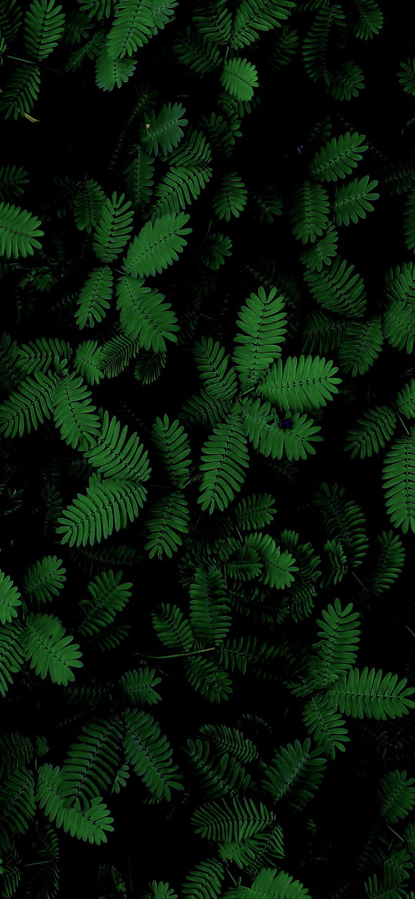 Mimosa Leaves in 2020, amoled leaf HD phone wallpaper