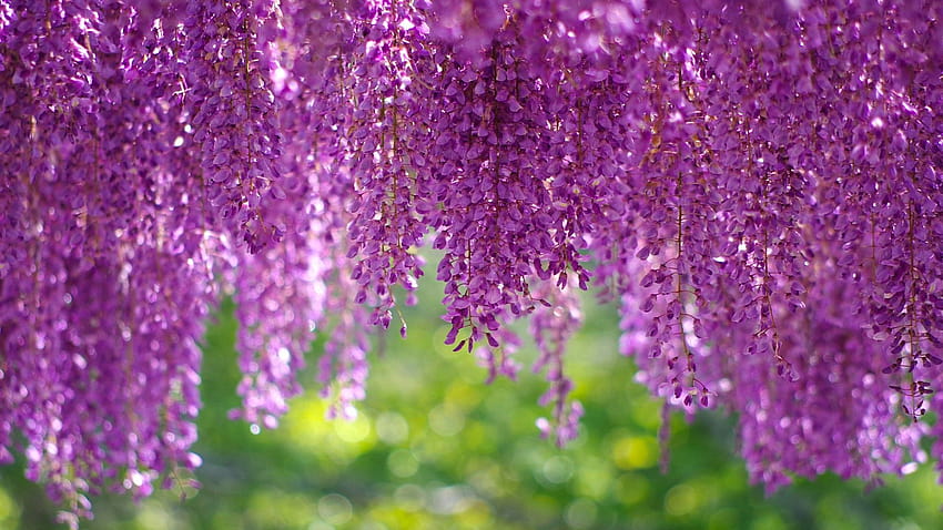 Wisteria, Blossom, Purple, , Flowers, wisteria flowers HD wallpaper