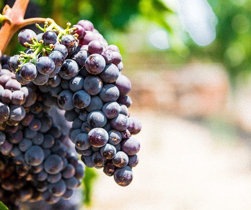 10 Grape, purple grapes HD wallpaper | Pxfuel