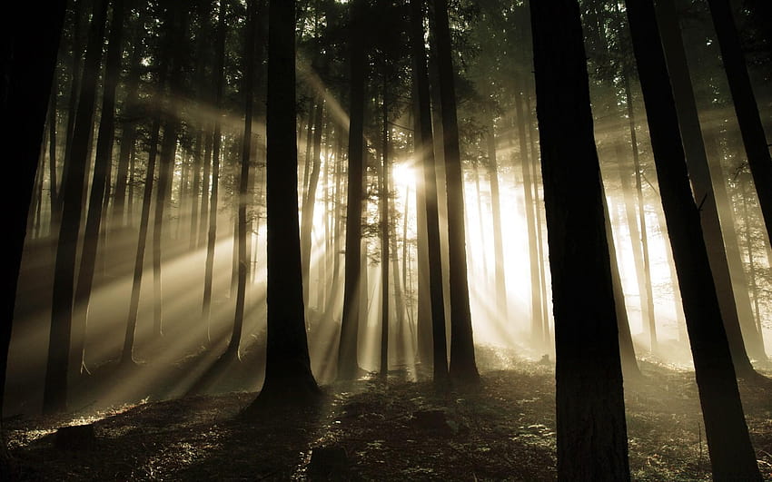 Sun Rays Through Trees Sun Rays Through Forest Trees Hd Wallpaper Pxfuel