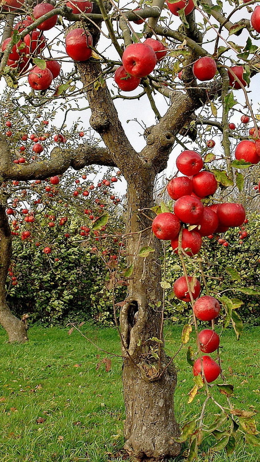 fruit tree android HD phone wallpaper