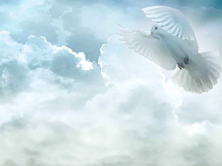 Holy Spirit, white doves HD wallpaper