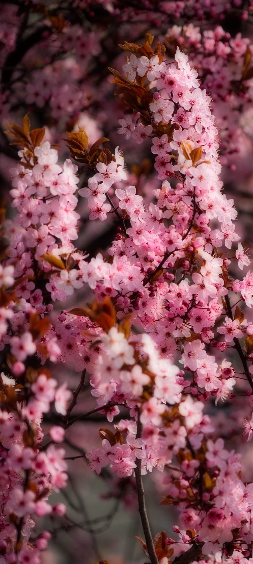 Cute Pink Flower, cute pink spring flowers HD phone wallpaper | Pxfuel