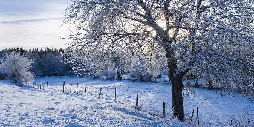 วิธีบรรเทาอาการปวดหลังในฤดูหนาว คำคมหิมะตกในฤดูหนาว วอลล์เปเปอร์ HD