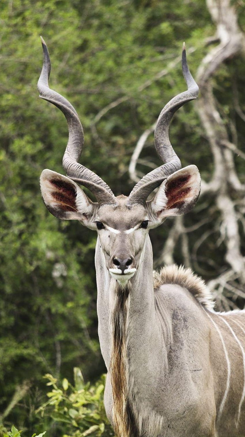 720x1280 Kudu, Antelope, Horns Samsung Galaxy HD phone wallpaper