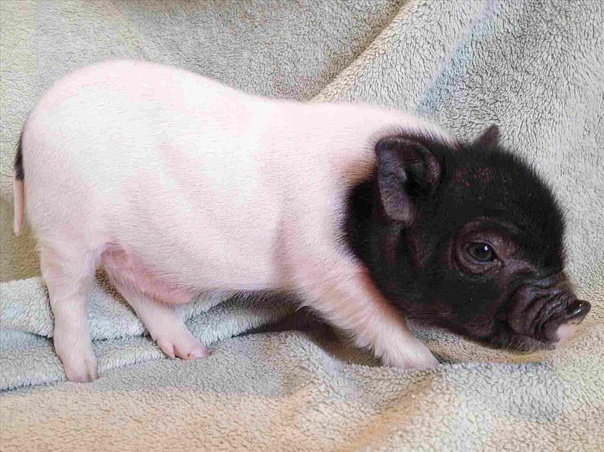 Schwarzes Teacup-Schwein, Miniaturschwein HD-Hintergrundbild