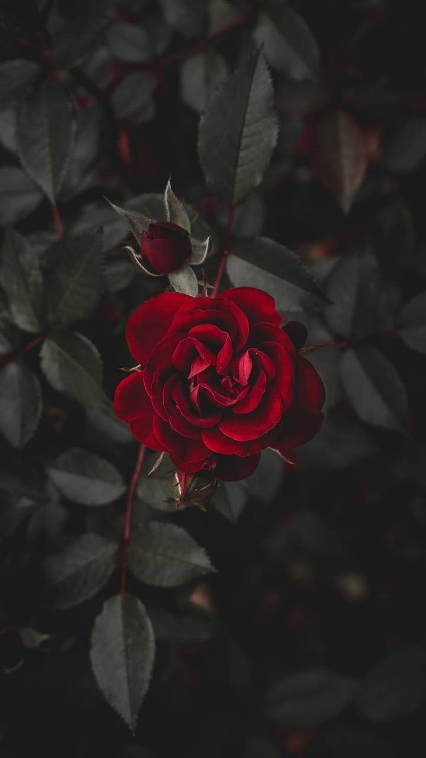 В тъмнината все още се крие някаква красота, една роза в тъмнината HD тапет за телефон