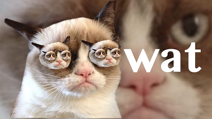 grumpy cat memes HD wallpaper