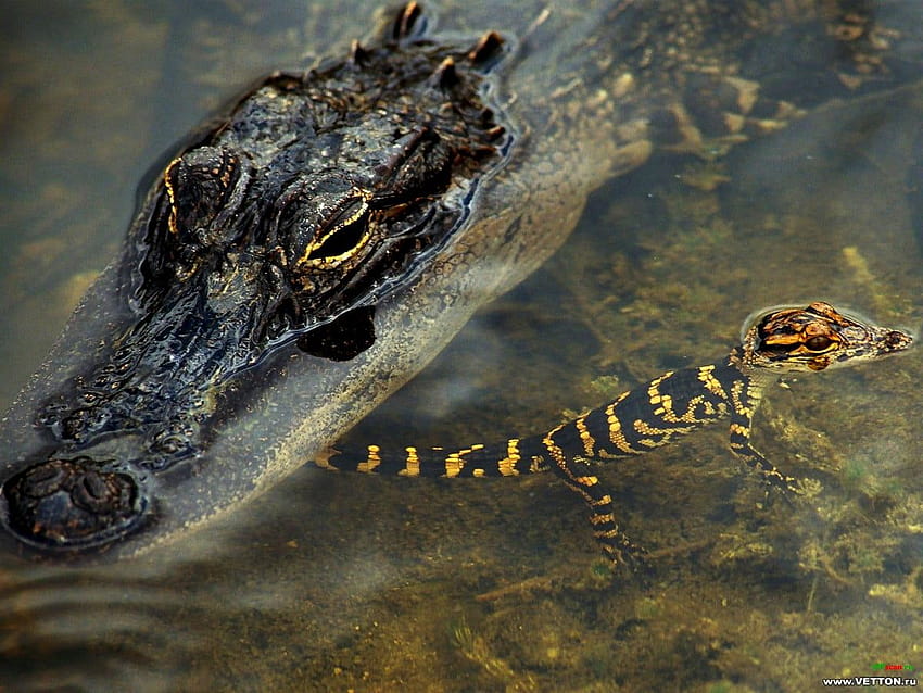 Reptile, Alligator, American Alligator backgrounds HD wallpaper