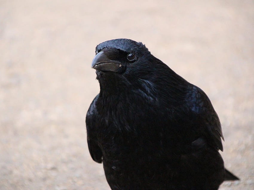 Raven Bird, Crow, Black Bird, , Background, D2djgt HD wallpaper