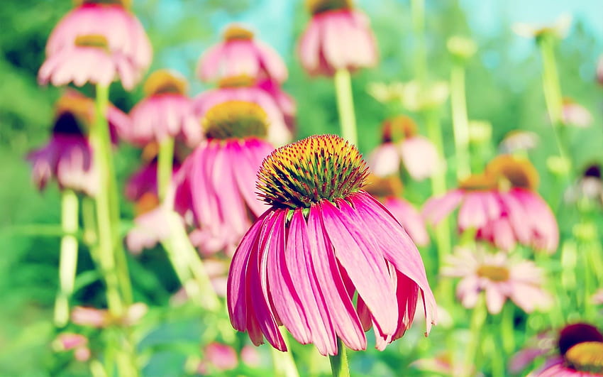 Echinacea Erstaunliche Blume, Echinacea-Blume HD-Hintergrundbild