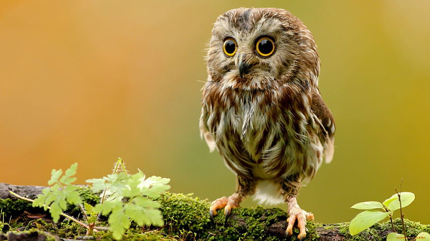 Owl Backgrounds Group, spring owl HD wallpaper