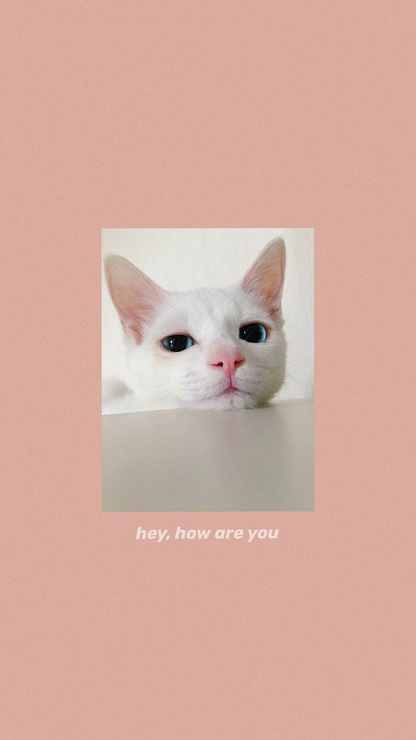 Cat Aesthetic posted by Zoey Walker, cat phone aesthetic HD phone ...