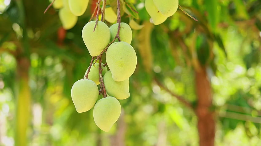Mangobaum Stockvideomaterial für grüne Mango HD-Hintergrundbild