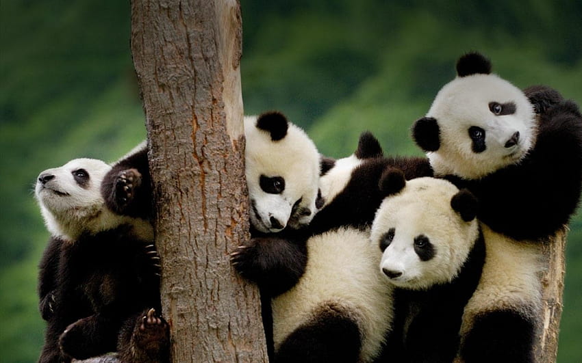 Divertido bebé panda animal, pandas bebé fondo de pantalla
