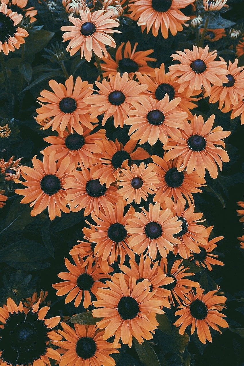 3 Beautiful summer flower iphone, flower cute aesthetic HD phone wallpaper  | Pxfuel