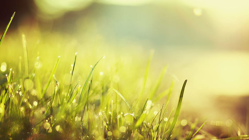 Grass posted by John Tremblay, out to pasture HD wallpaper