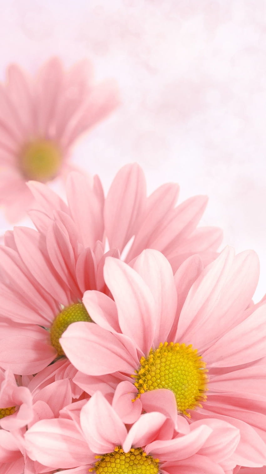 Rosa Gänseblümchen, rosa Gänseblümchen HD-Handy-Hintergrundbild