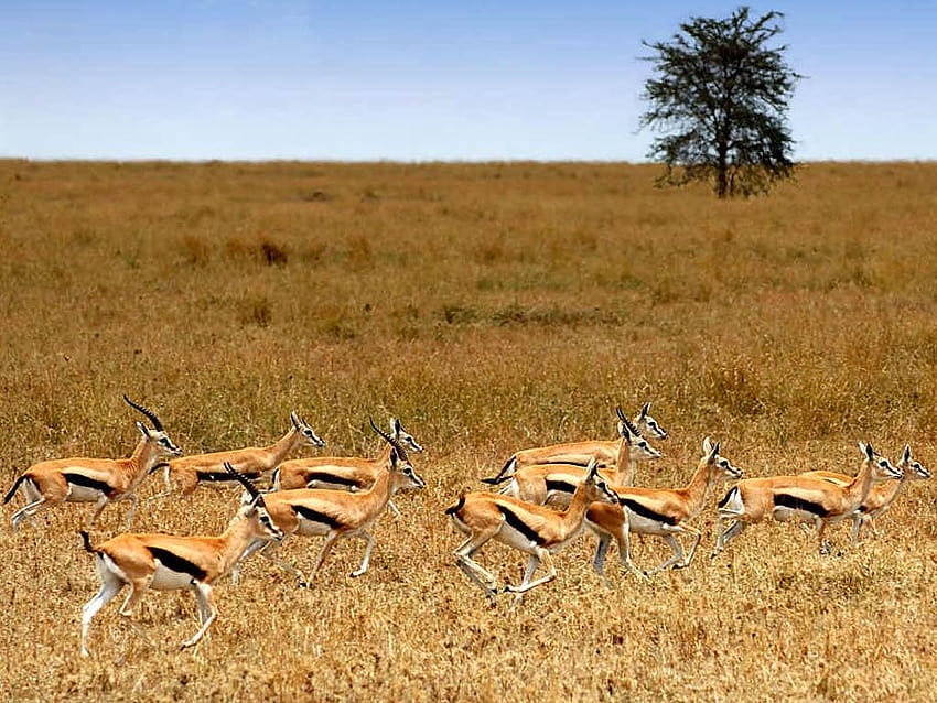 Gazelle HD wallpaper | Pxfuel