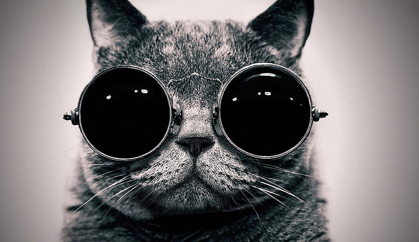 Coole Katze mit Brille HD-Hintergrundbild