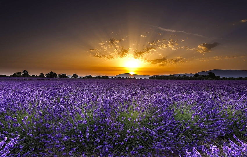 bidang, bunga, matahari terbit, fajar, Prancis, Prancis, lavender, lavender saat matahari terbit Wallpaper HD