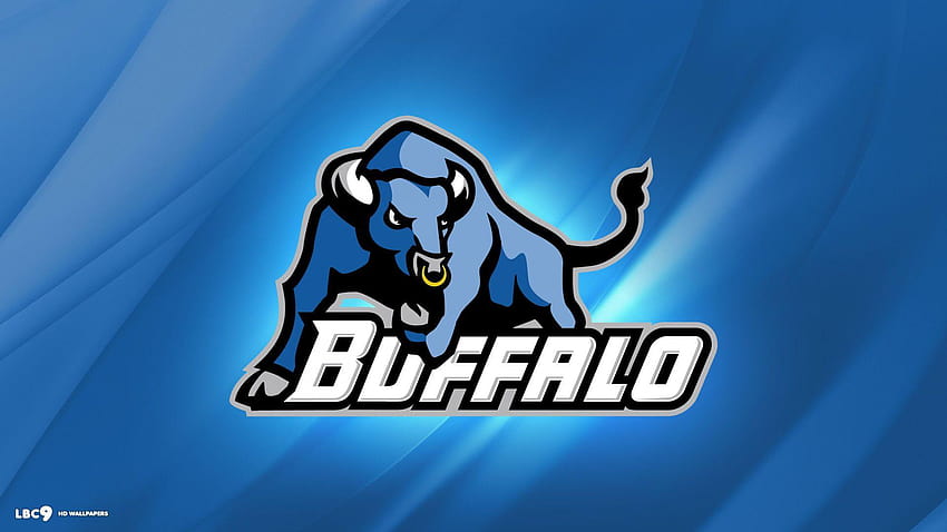 Buffalo bulls 1/1, blue bulls HD wallpaper | Pxfuel