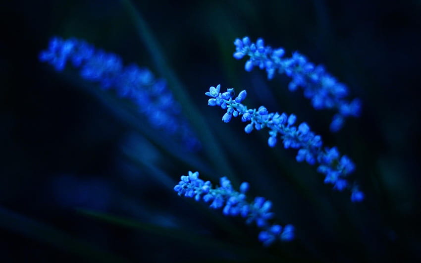 美学 Myosotis sylvatica} ワスレナグサの花 { 1920x1200、青の美学 高画質の壁紙