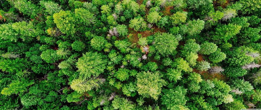 Foresta di conifere, foresta ultralarga Sfondo HD