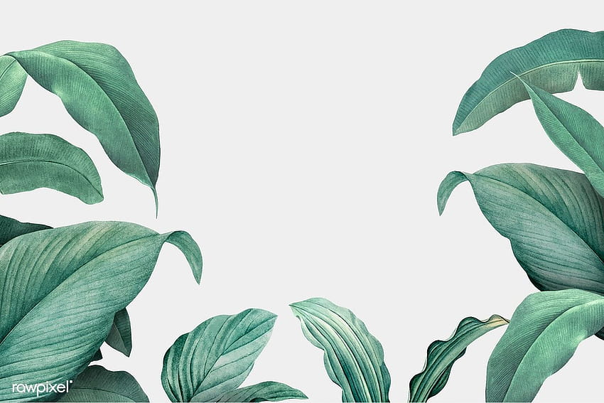 Aesthetic Tropical Leaves, leaf HD wallpaper