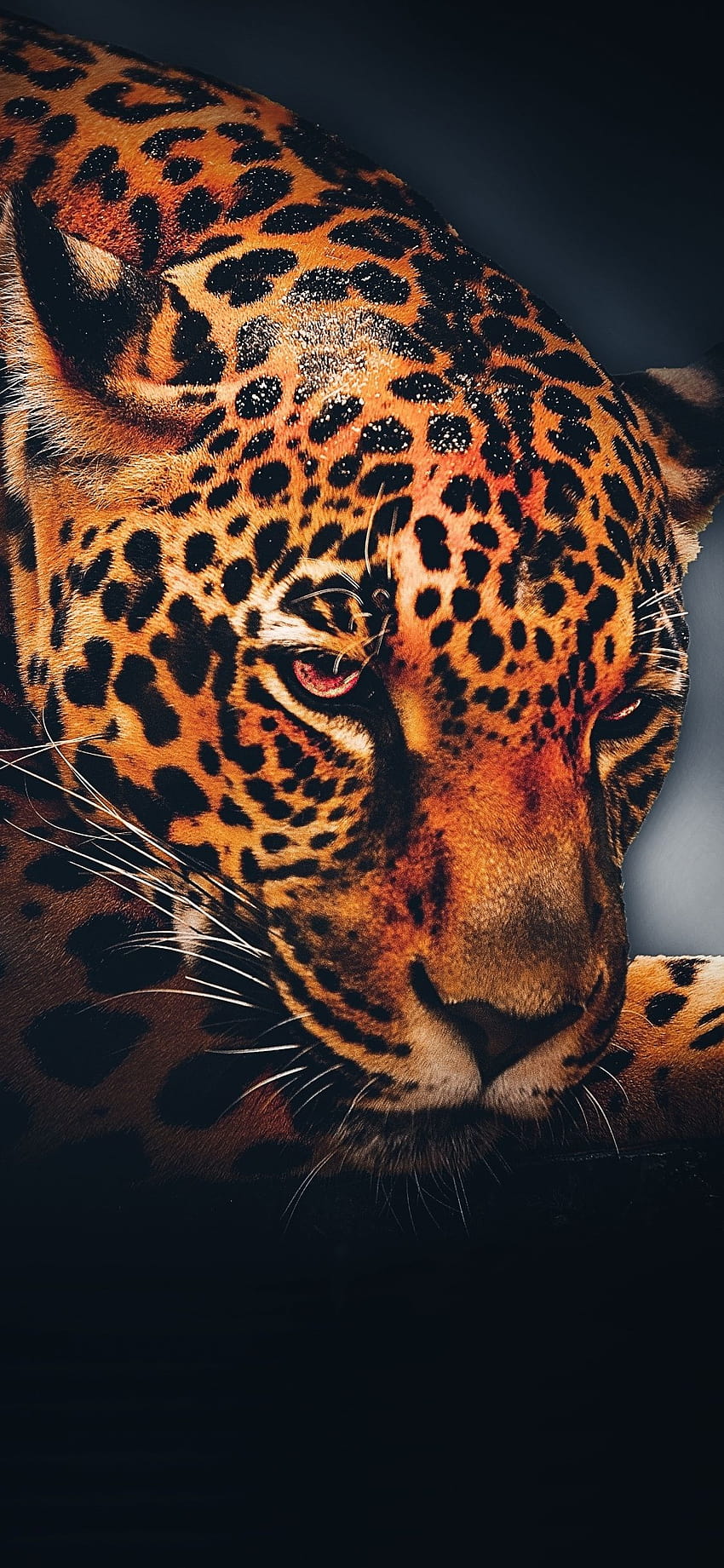 1125x2436 Leopard, animal, relaxed, portrait, jaguar phone HD phone wallpaper