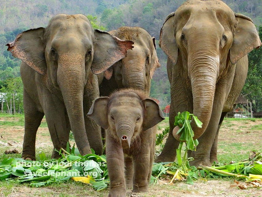 El bebé elefante Navann lidera la manada en el Día Mundial del Elefante de la Fundación Save Elephant fondo de pantalla