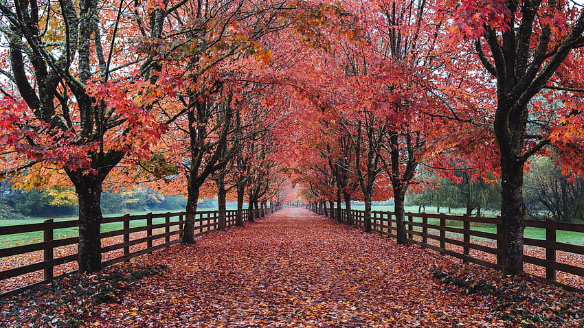 Sentier avec des feuilles rouges tombées d'arbres entourés d'une allée Fond d'écran HD
