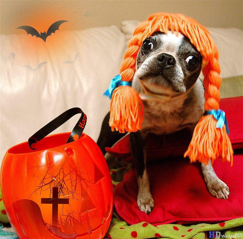 Halloween, and have the costume shipped directly to your home, halloween dogs HD wallpaper