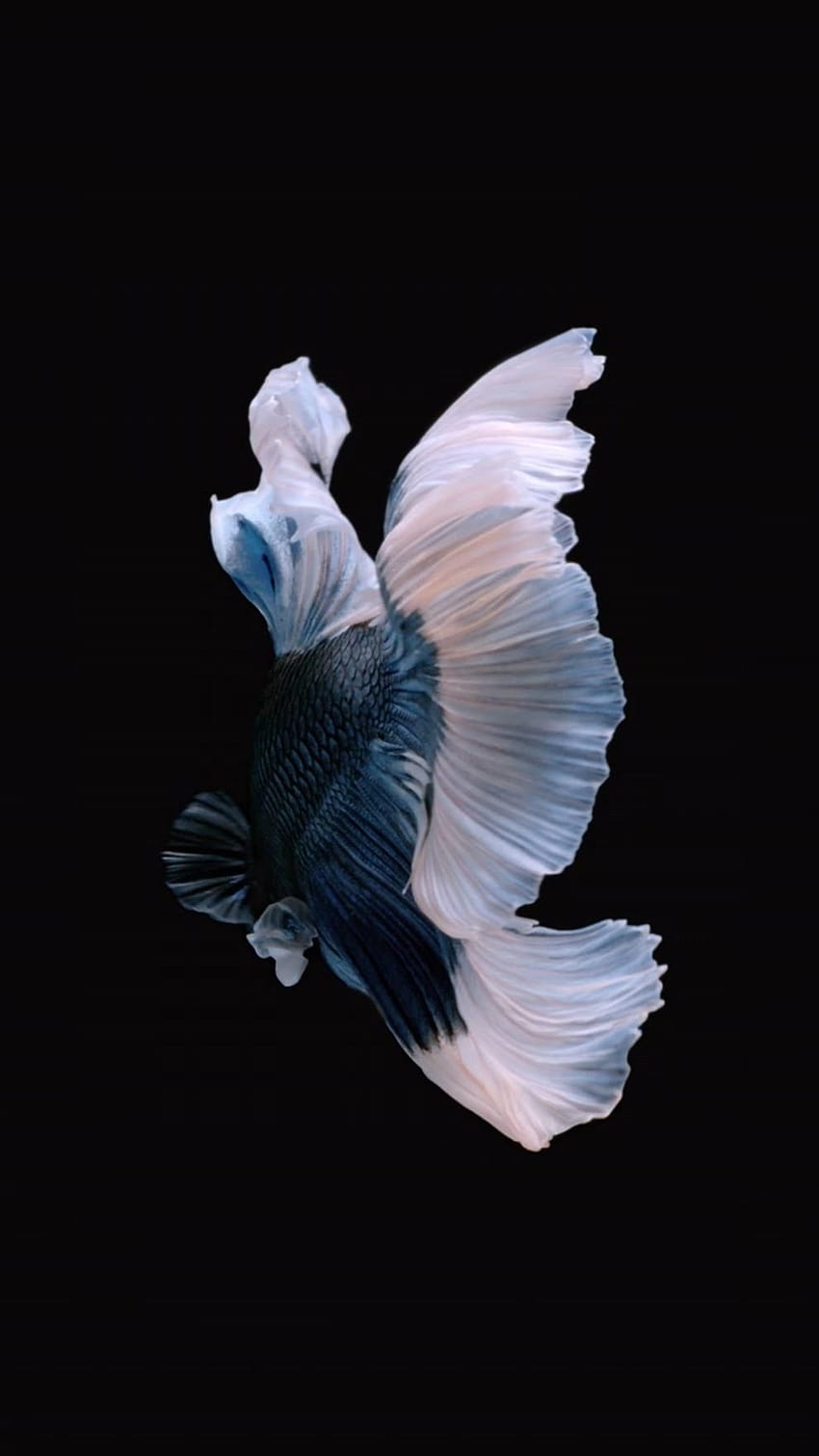 iPhone 6s Live, iphone 6s fish HD phone wallpaper