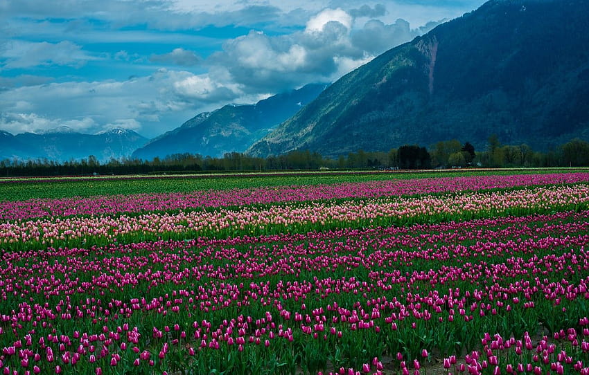 champ, nuages, neige, paysage, fleurs, montagnes, montagne de tulipes Fond d'écran HD