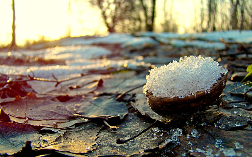 Nature, graphy, Winter, Snow, Nuts, Leaves / and Mobile Backgrounds