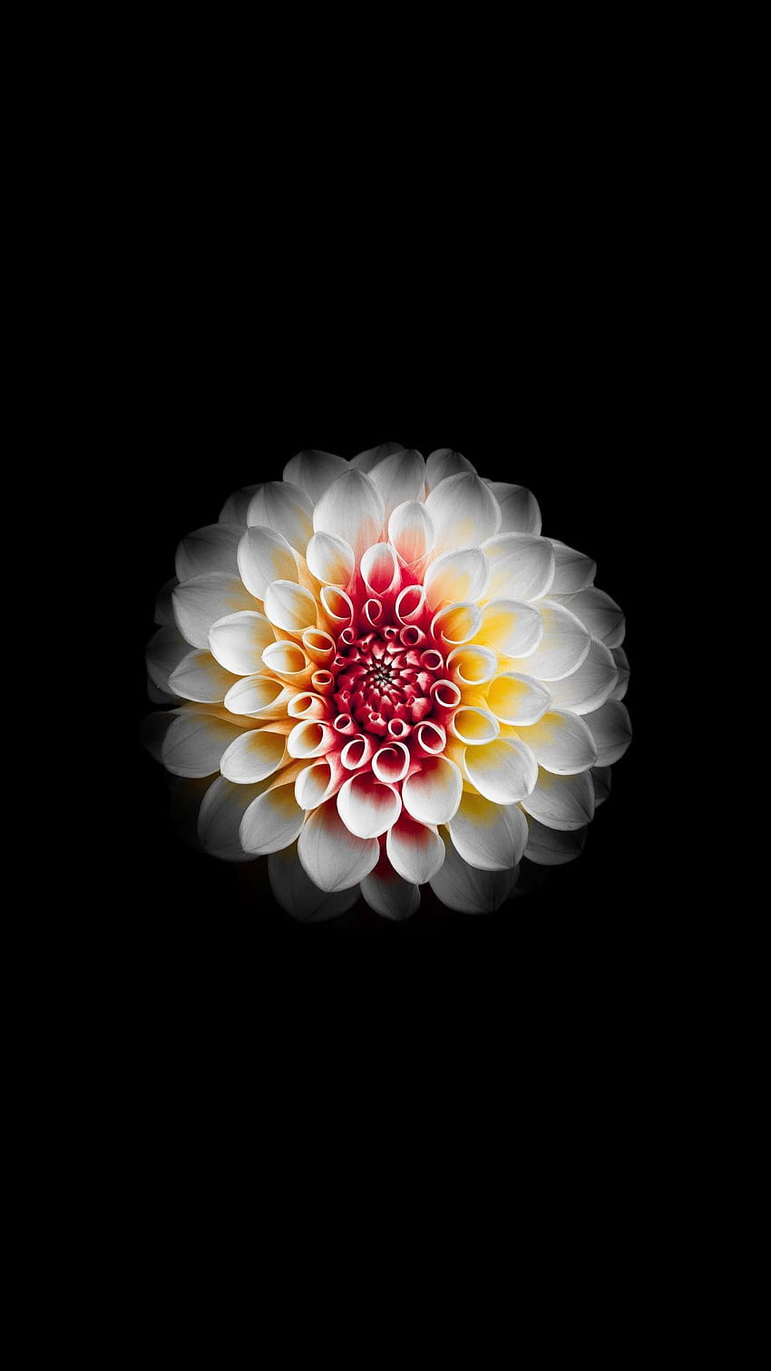 Dahila, kwiat, biały i ciemny, 1080x1920, kwiatowy ciemny abstrakcyjny telefon Tapeta na telefon HD
