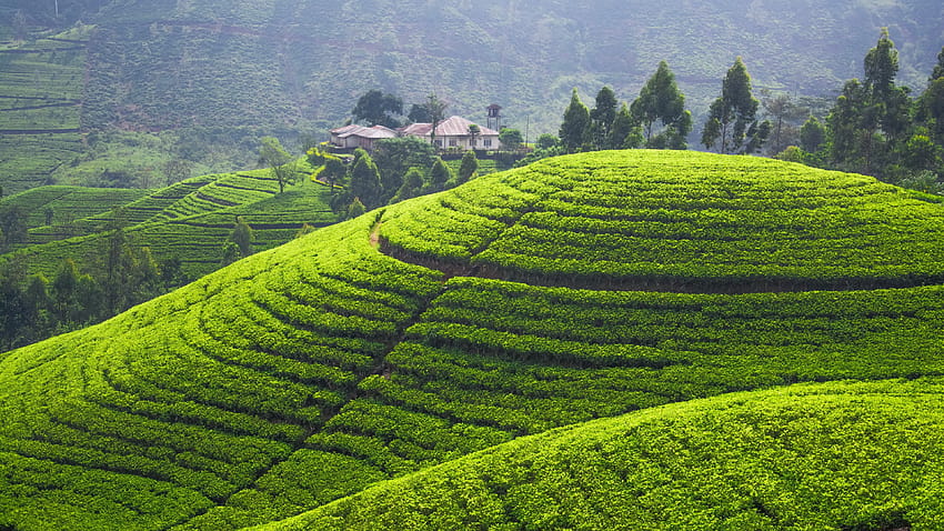 Assam Tea Garden Ultra de alta resolução, campos de assam papel de parede HD