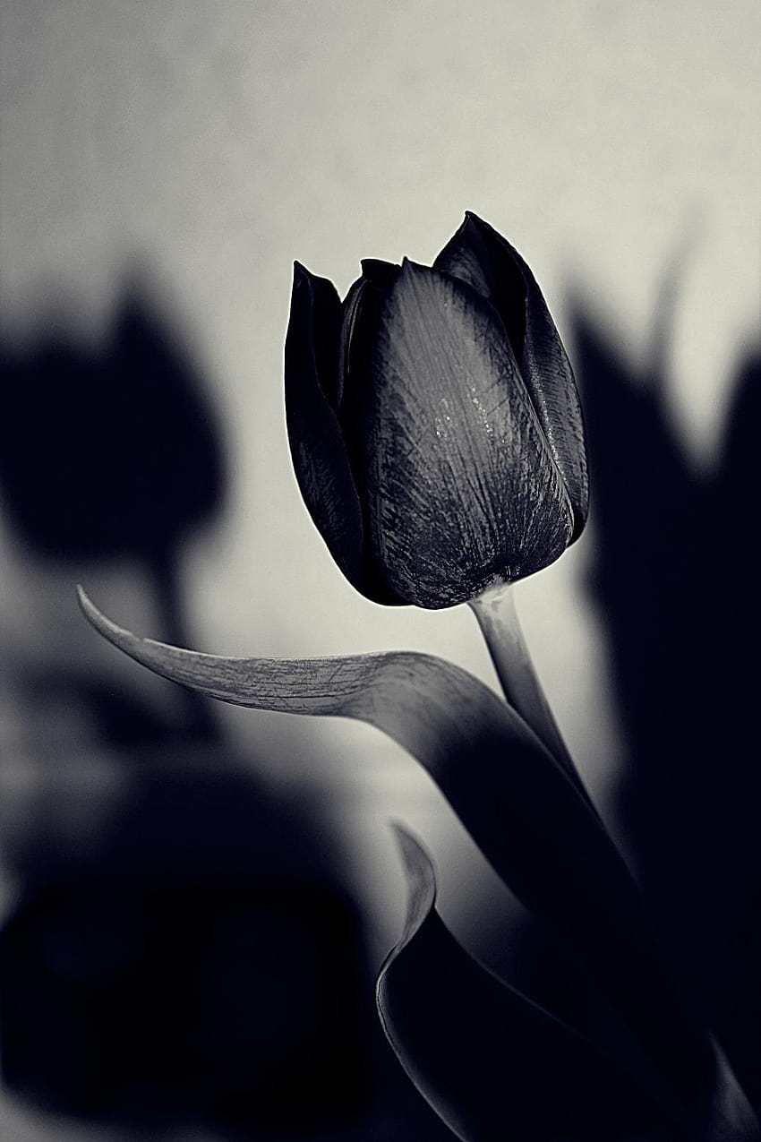 Black Tulip, dark tulip iphone HD phone wallpaper