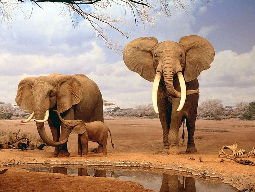 indian elephant HD wallpaper